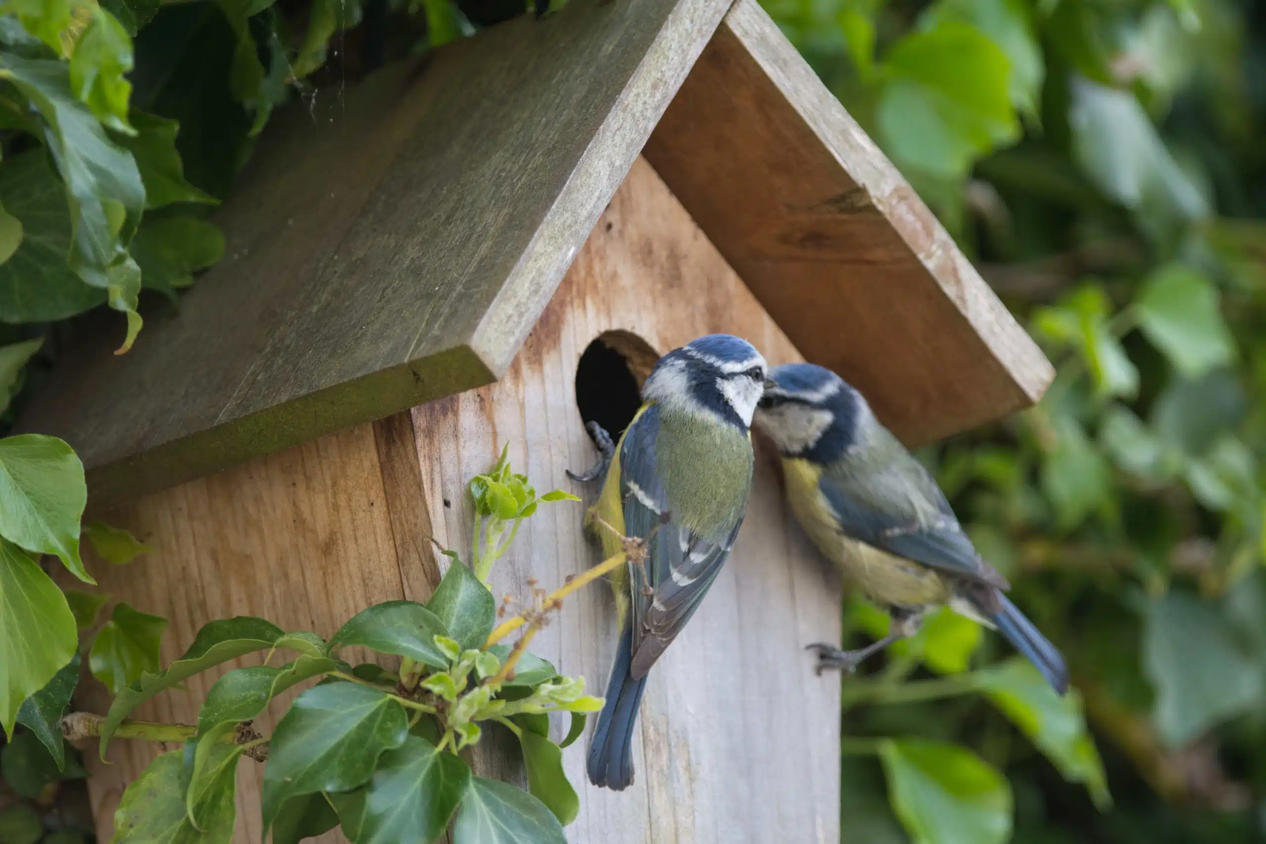 Blue tit